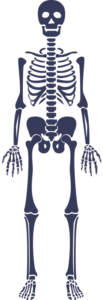 Immagine scheletro umano
