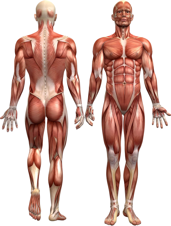 Osteopatia Dinamica Evolutiva Corpo Umano