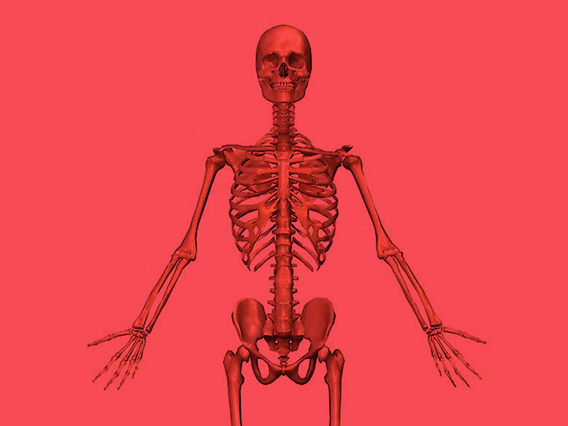 Osteopatia Dinamica Evolutiva: il corpo umano