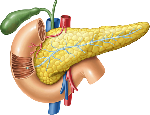 Osteopatia Dinamica Evolutiva Pancreas