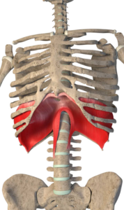 Diaframma toracico inserito in contesto scheletrico