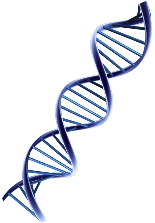 Osteopatia Dinamica Evolutiva Icona DNA