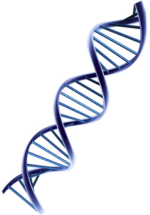 Osteopatia Dinamica Evolutiva Icona DNA Osteopatia Dinamica Evolutiva Icona DNA